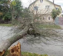 В Туле дерево рухнуло на проезжую часть