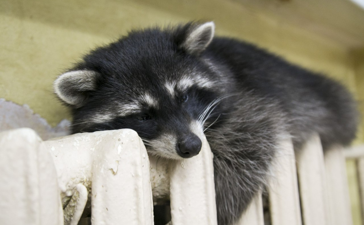 С начала октября туляки больше трех тысяч раз жаловались на холодные батареи