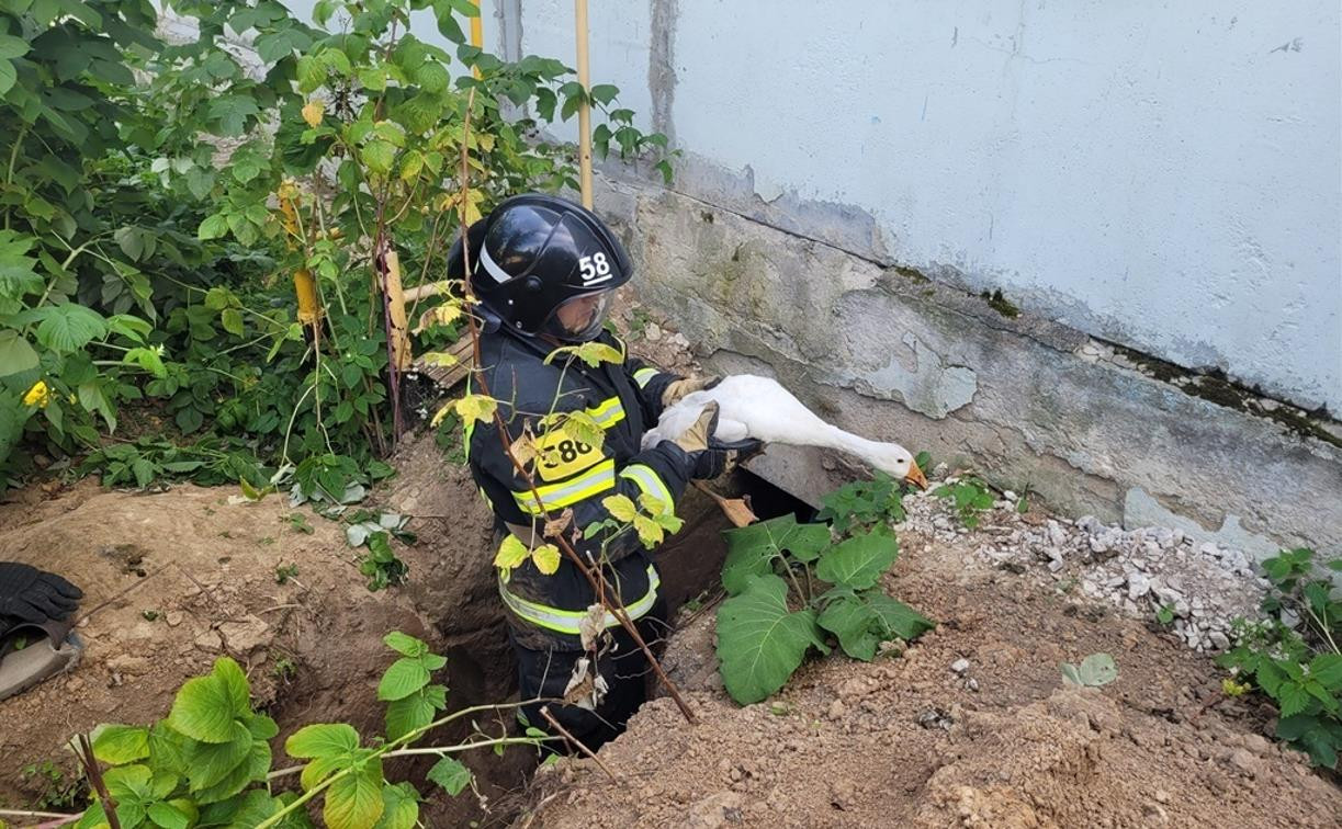 Одоевские пожарные спасли попавших в ловушку гусей