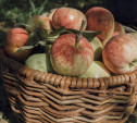 Ресторатор Аркадий Новиков и потомок великого писателя Илья Толстой прорекламировали тульские яблоки