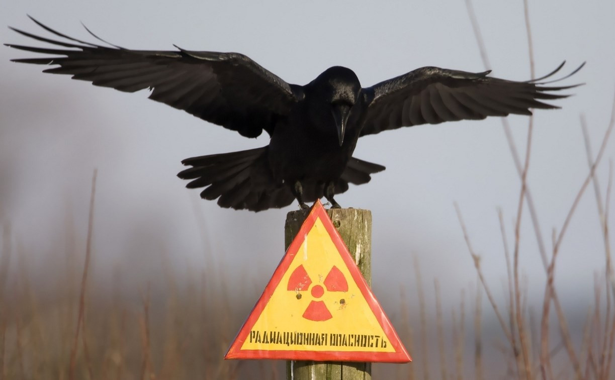 Тульские земли остаются радиоактивными спустя 30 лет после чернобыльской катастрофы