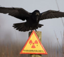 Тульские земли остаются радиоактивными спустя 30 лет после чернобыльской катастрофы