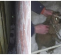 В Новомосковске волонтеры спасли щенков, застрявших в узкой щели между гаражами