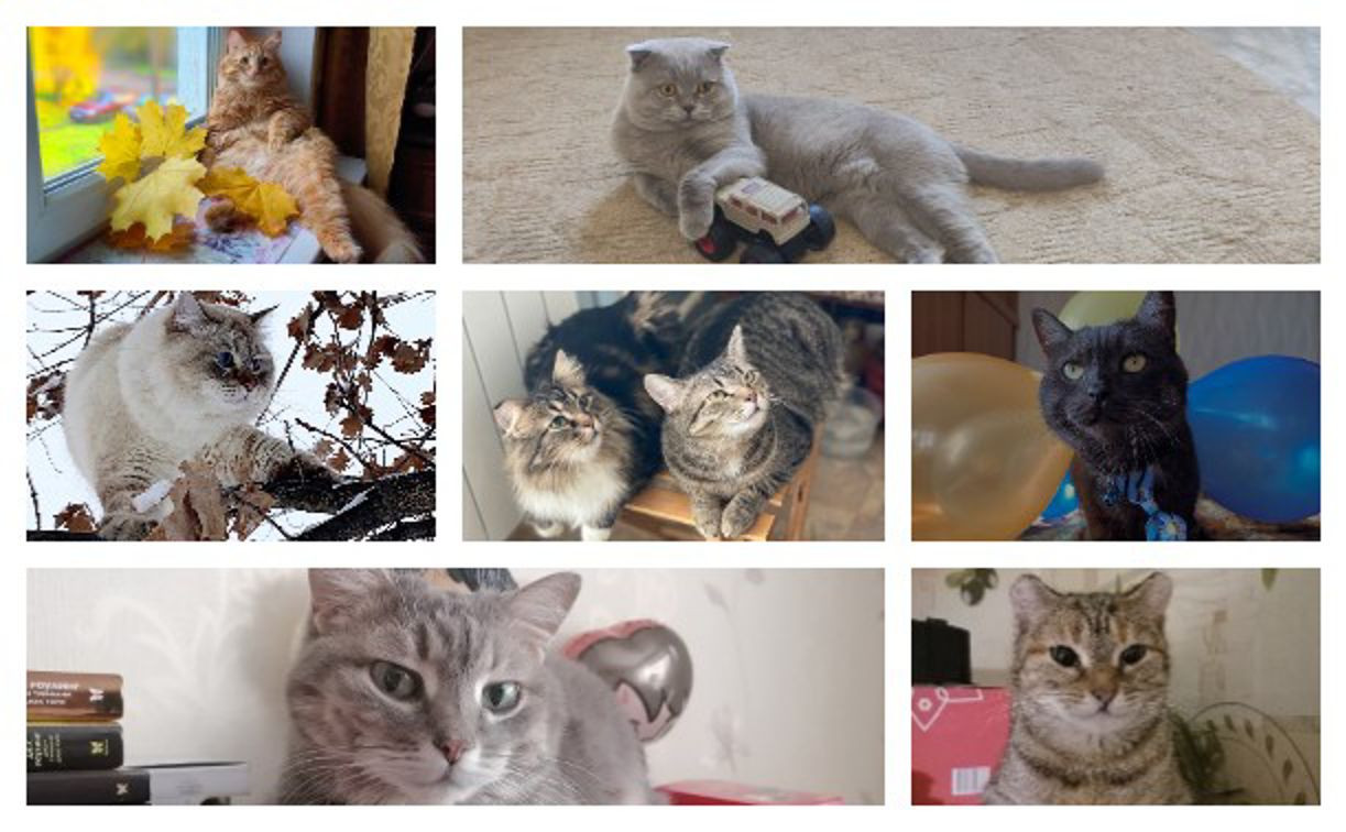 1 марта – День кошек. Собрали милые фото питомцев наших читателей