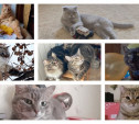 1 марта – День кошек. Собрали милые фото питомцев наших читателей