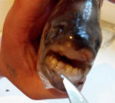 В пруду Центрального парка водятся рыбы с «человеческими» зубами?