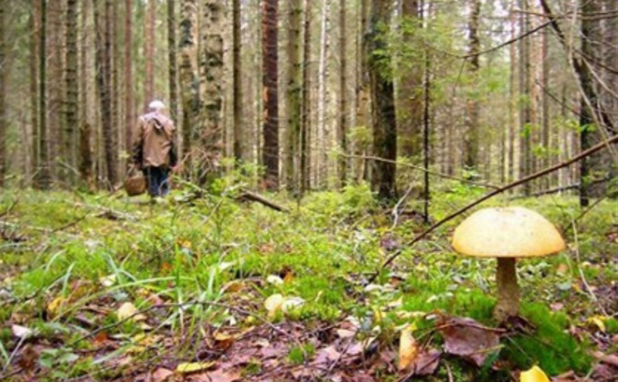 В Тульской области пропавшего грибника нашли мертвым в лесу