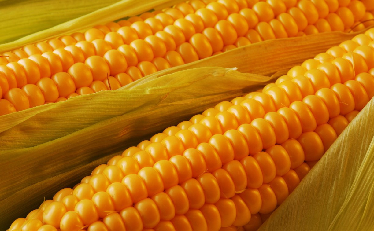В Суворовском районе Россельхознадзор нашел четыре тонны подкарантинной кукурузы