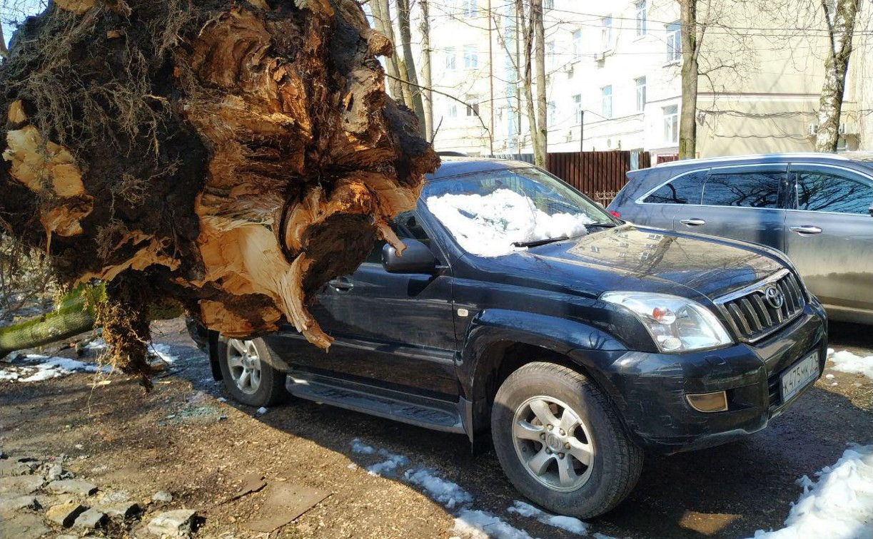 В Туле на проспекте Ленина Land Cruiser придавило деревом