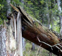 Туляк подал в суд на администрацию города за машину, раздавленную упавшим деревом