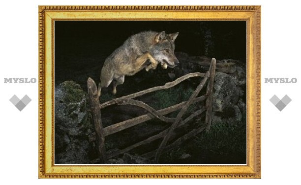 Победителя фотоконкурса лишили награды из-за дрессированного волка