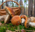 Тест про «съедобное-несъедобное»: разбираетесь ли вы в грибах?
