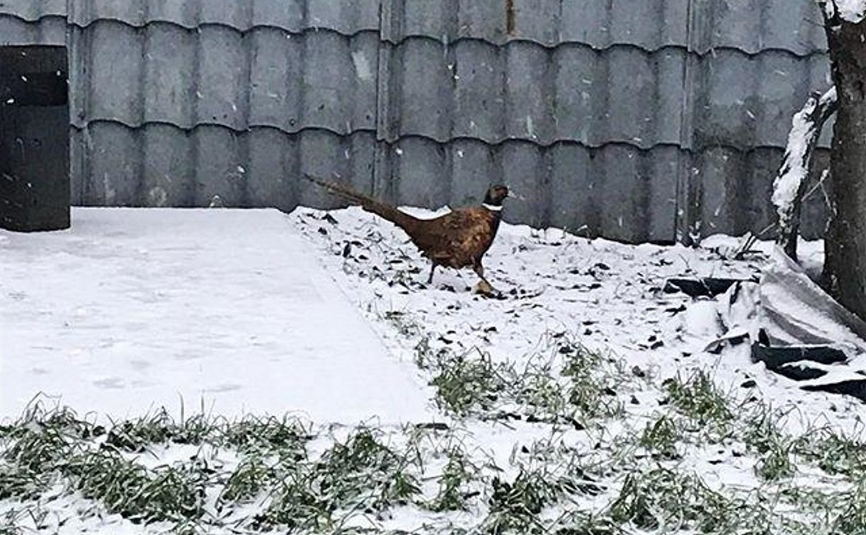По Туле разгуливает фазан