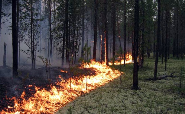 В Тульской области проверят, как используют технику для тушения лесных пожаров