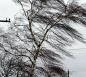 Метеопредупреждение: В Туле вновь усилится ветер