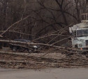 В Новомосковске шквалистый ветер повалил дерево рядом с детской больницей