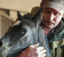 «Куликово поле» объявляет конкурс на лучшее имя для маленькой лошадки
