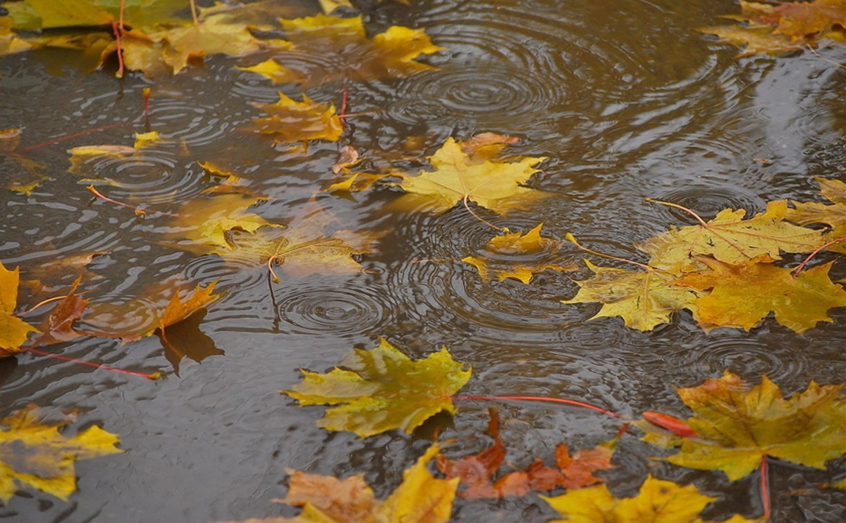 Погода в Туле 4 октября: потепление, дождь и порывистый ветер