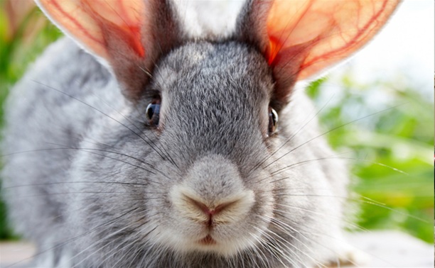 В Кимовском районе задержан серийный похититель кроликов