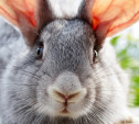 В Кимовском районе задержан серийный похититель кроликов