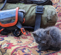 В Щекино пожарные спасли из горящей квартиры трех котят