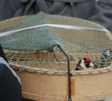 Тульские экологи обсудят, как защитить птиц в Благовещение