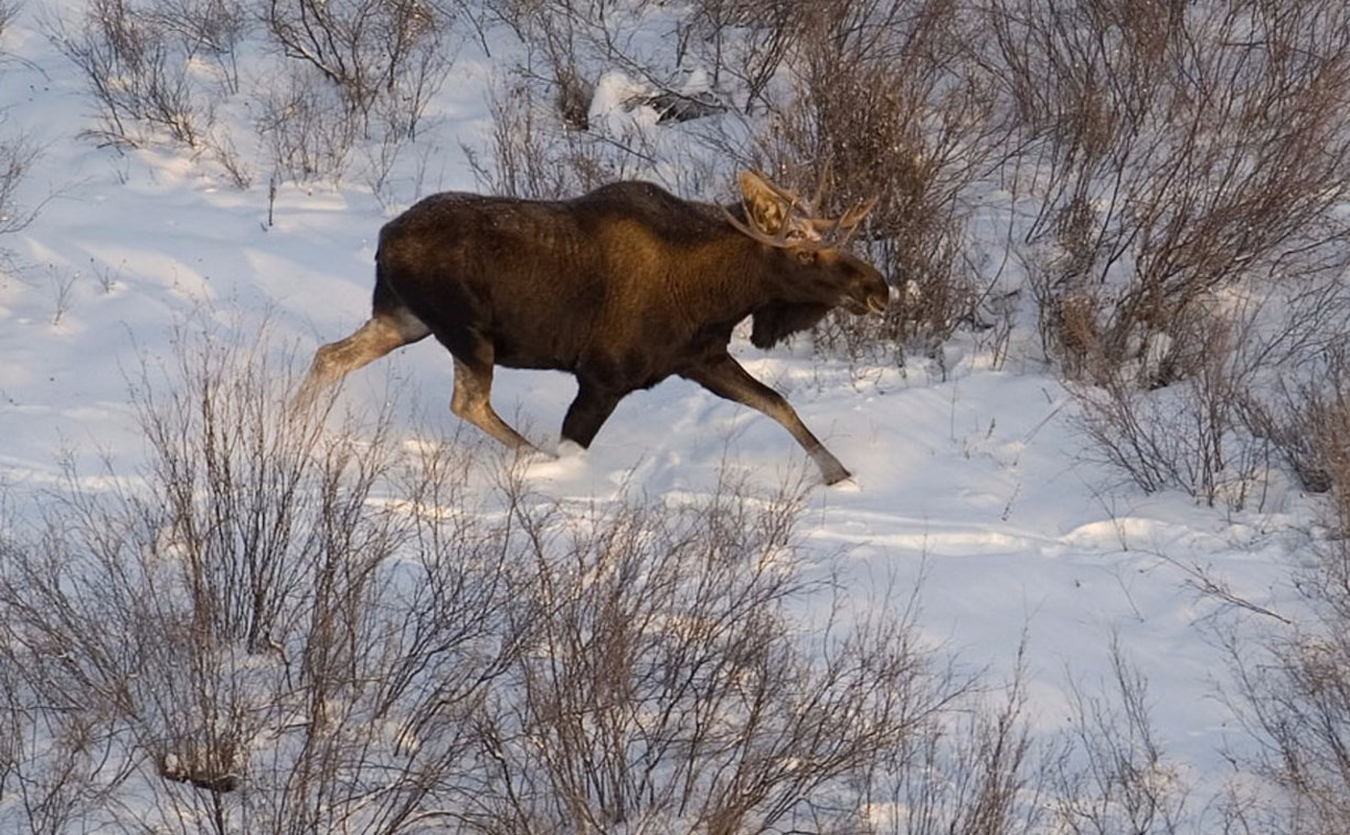В Тульской области браконьер застрелил лося