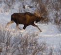 В Тульской области браконьер застрелил лося