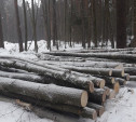 Жители Алексина жалуются на незаконную вырубку леса