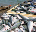 В Тульскую область будут поставлять рыбу и морепродукты с Сахалина