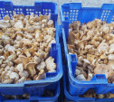 «Лисичек очень много!»: тульские грибники делятся фотографиями «улова»