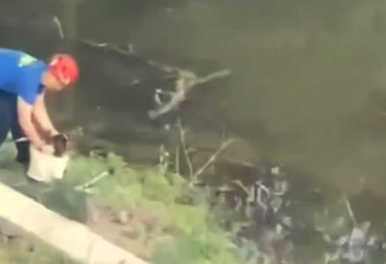 В Туле спасатели вытащили утят из западни в Платоновском парке: видео