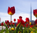 Погода в Туле 13 мая: короткие дожди и до +25