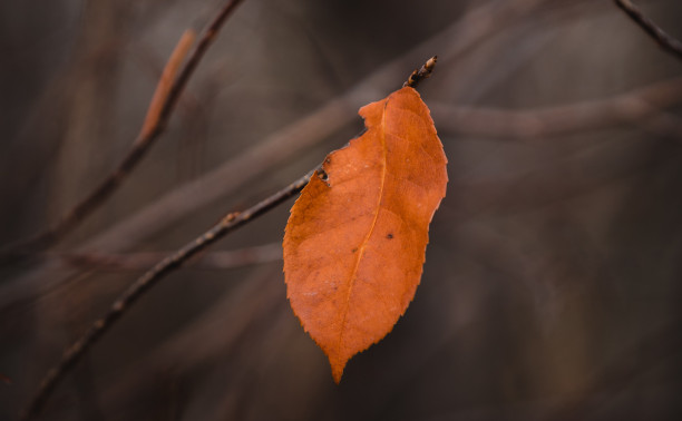 Синоптик Роман Вильфанд рассказал, какая погода ждет нас на следующей неделе