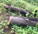 В Алексине спиливают деревья на охраняемой природной территории