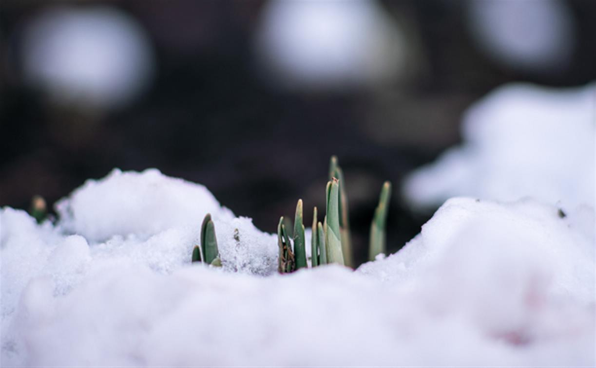 Весна идет: в Туле появились бутоны крокусов, а в снегу уже видна зелень!