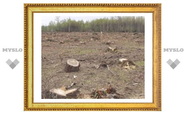 Под Тулой незаконно вырубают лес