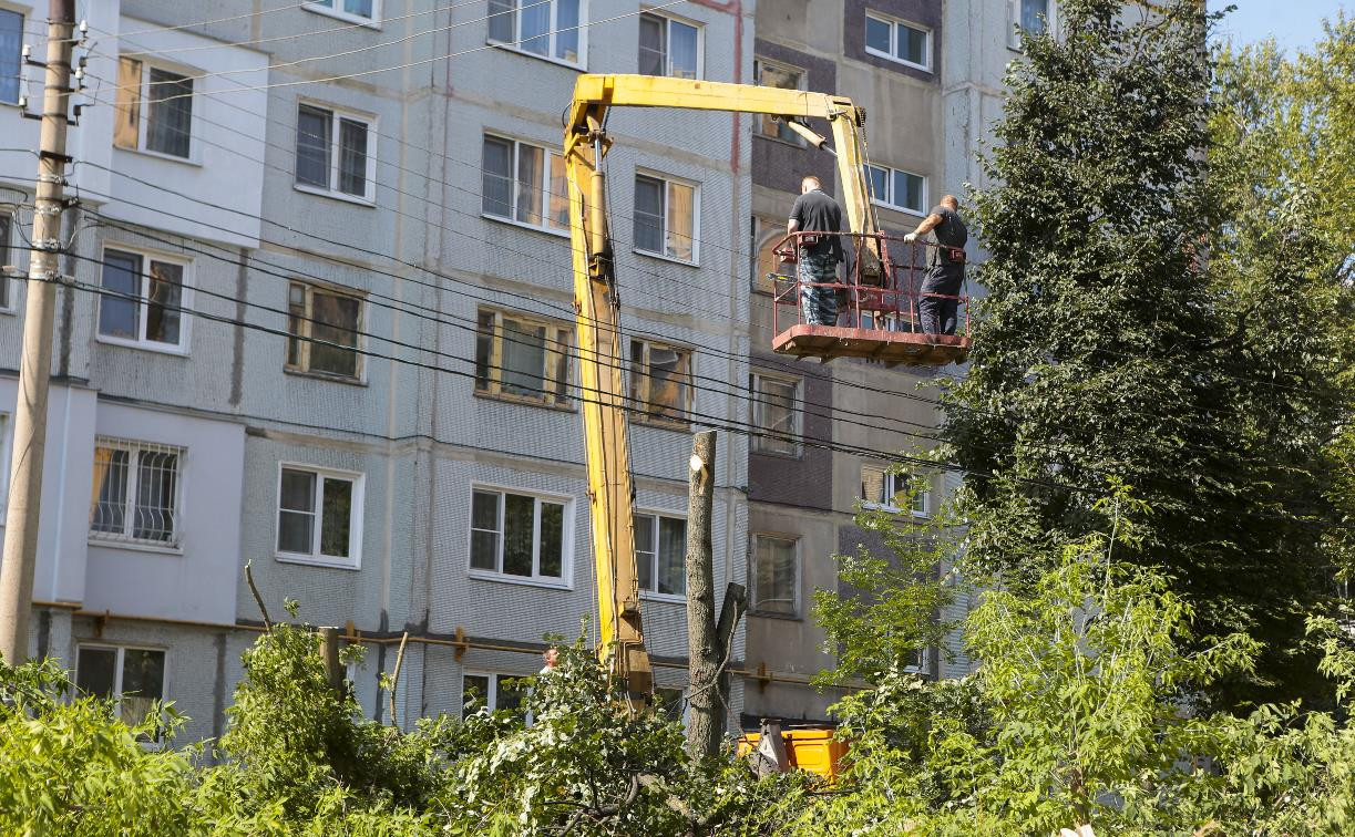 Туляки: у дома №5 по ул. Академика Обручева незаконно спилили деревья