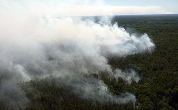 Леса в Алексинском районе осмотрят с вертолета 