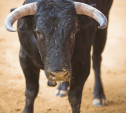 Житель Тульской области погиб в результате нападения быка