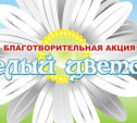 В Туле пройдет благотворительная акция «Белый цветок»