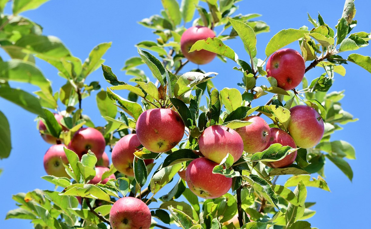 В Ясногорске женщина пострадала из-за яблок