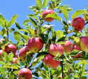 В Ясногорске женщина пострадала из-за яблок