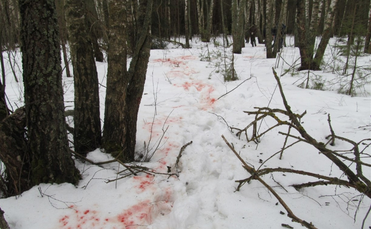 Калужане незаконно застрелили лося в охотхозяйстве Суворовского района