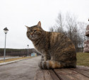 Выходные в Тульской области будут безветренными и прохладными