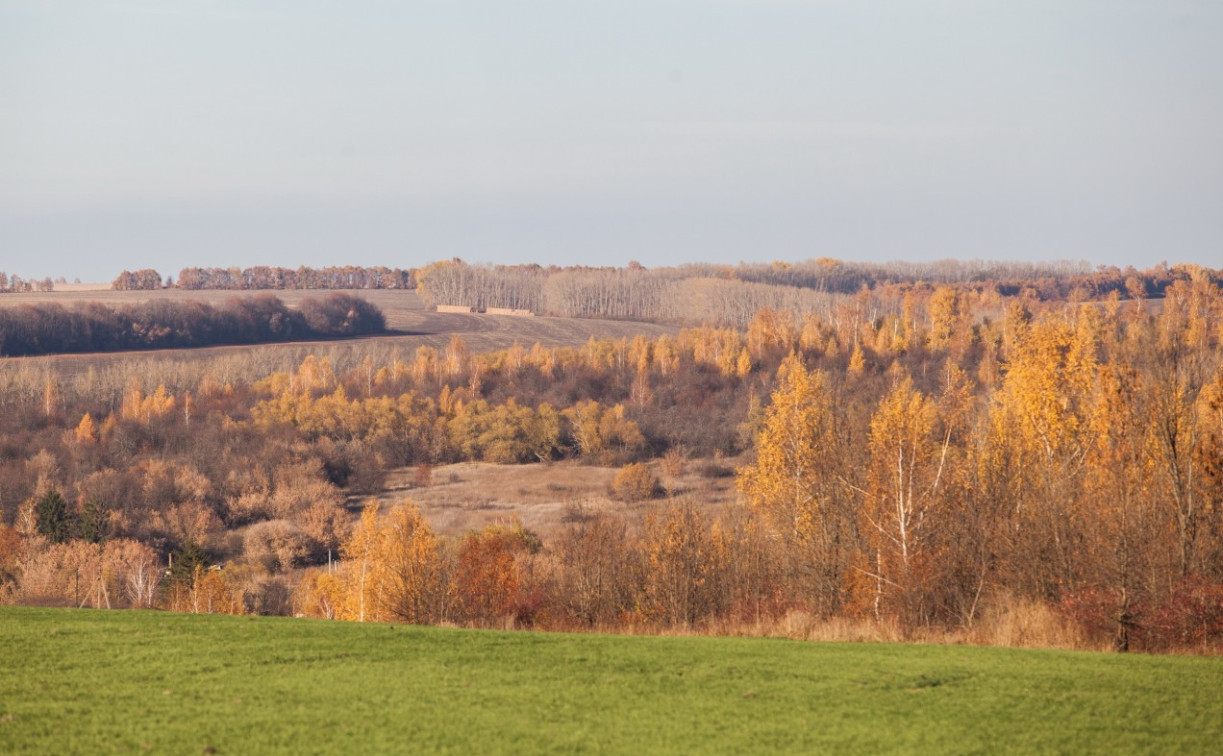 За год в Тульской области незаконно вырубили леса на 6 млн рублей