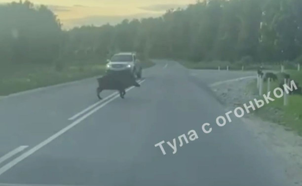 В Ясногорском районе возле дороги заметили стадо диких кабанов: видео