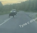 В Ясногорском районе возле дороги заметили стадо диких кабанов: видео