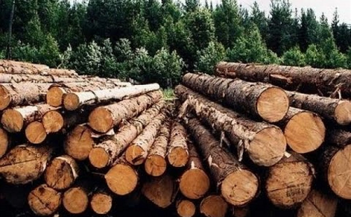 Чернские чиновники незаконно вырубили деревьев на 26 миллионов рублей