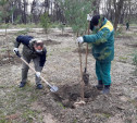 В Зареченском районе Тулы появился «Сад памяти»